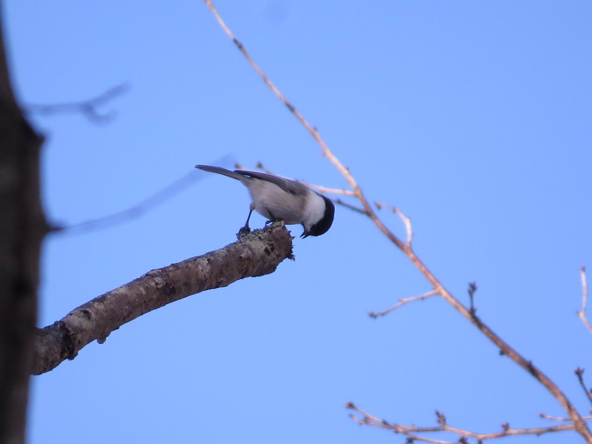 #コガラ
#野鳥
可愛い❤️
#WillowTit
So cute modeling