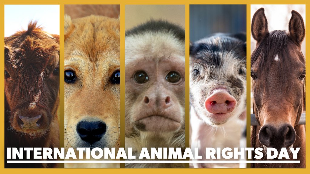 Animals Asia on Twitter: Animals Asia on Twitter: