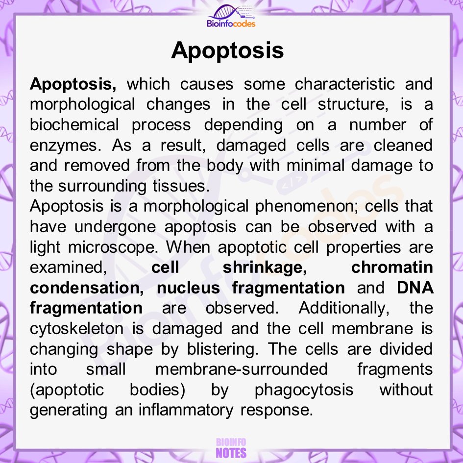 bioinfocodes's tweet photo. New #bioinfonotes about Apoptosis has been published !

#science #biology #apoptosis #cell #celldeath #organisms #chromatin #DNA #DNAfragmentation #membrane #inflammatory #biologynotes https://t.co/GCwadJT8by