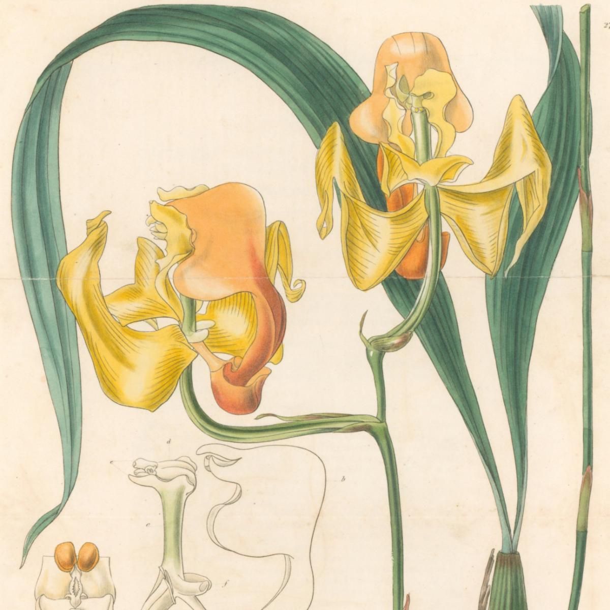 PhilaPrintShop's tweet image. Choose a gift 🎁 and we can ship it directly to your recipient. UPS shipping deadlines for arrival by December 24 are fast approaching. Send this orchid🌾, or another fine print or map🗺 from our extensive collection!

#uniquegift
#mapgift
#wayne19087

conta.cc/3HlhhQB