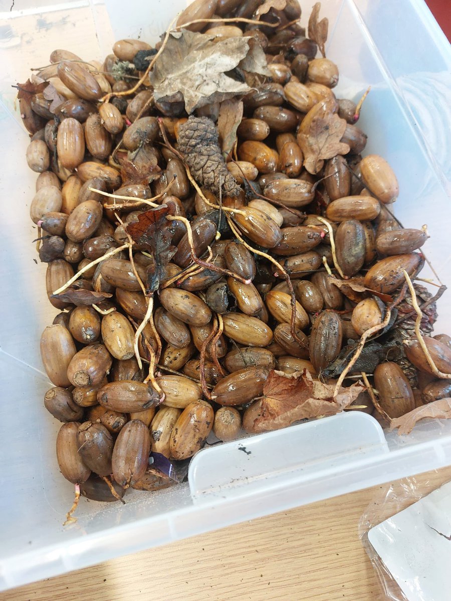 SuffolkTrees's tweet photo. What a fun morning’s planting by the dads & kids of the Dad’s Group run by Families Together Suffolk @redgablesstowmarket local #Acorns & #field_maple compost from @SuffolkTrees, modular trays from @MoorTrees #copseinabox all contributing to #biodiversity & #netzero for #Suffolk https://t.co/MqdptWjlx6