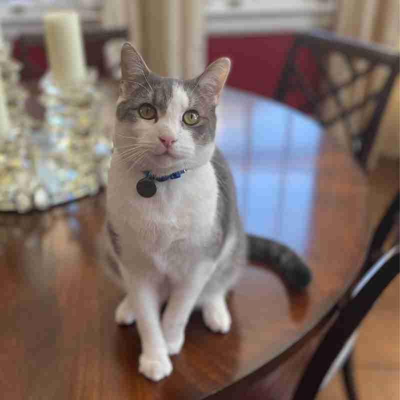 Pet Rehoming Network on Twitter "Handsome Gray Tuxedo Tabby Cat For