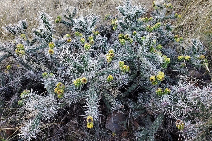SucculentAlley's tweet photo. Opuntia whipplei: Care and Propagation Guide https://t.co/bf5M0cVKxD https://t.co/mBizcXlvEo