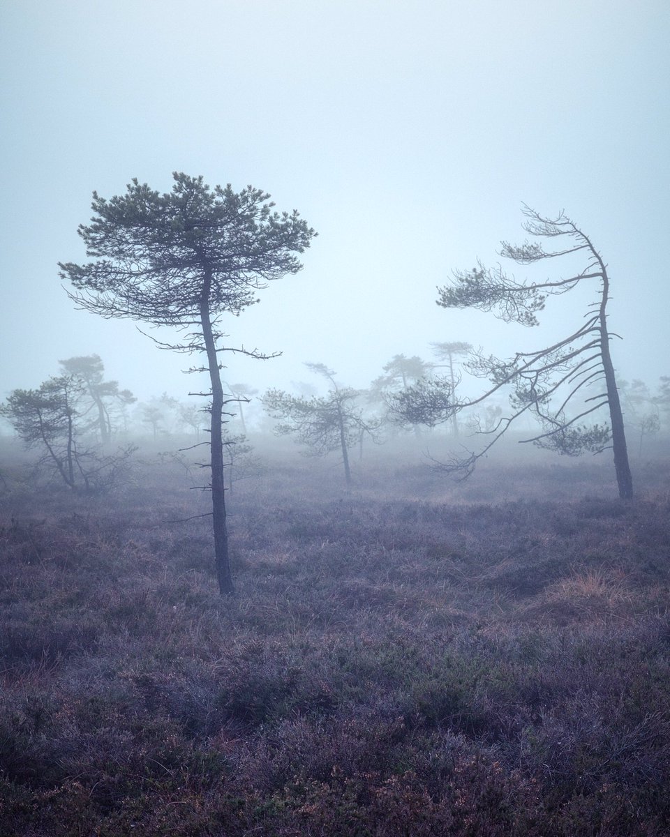 A morning in the misty moor…