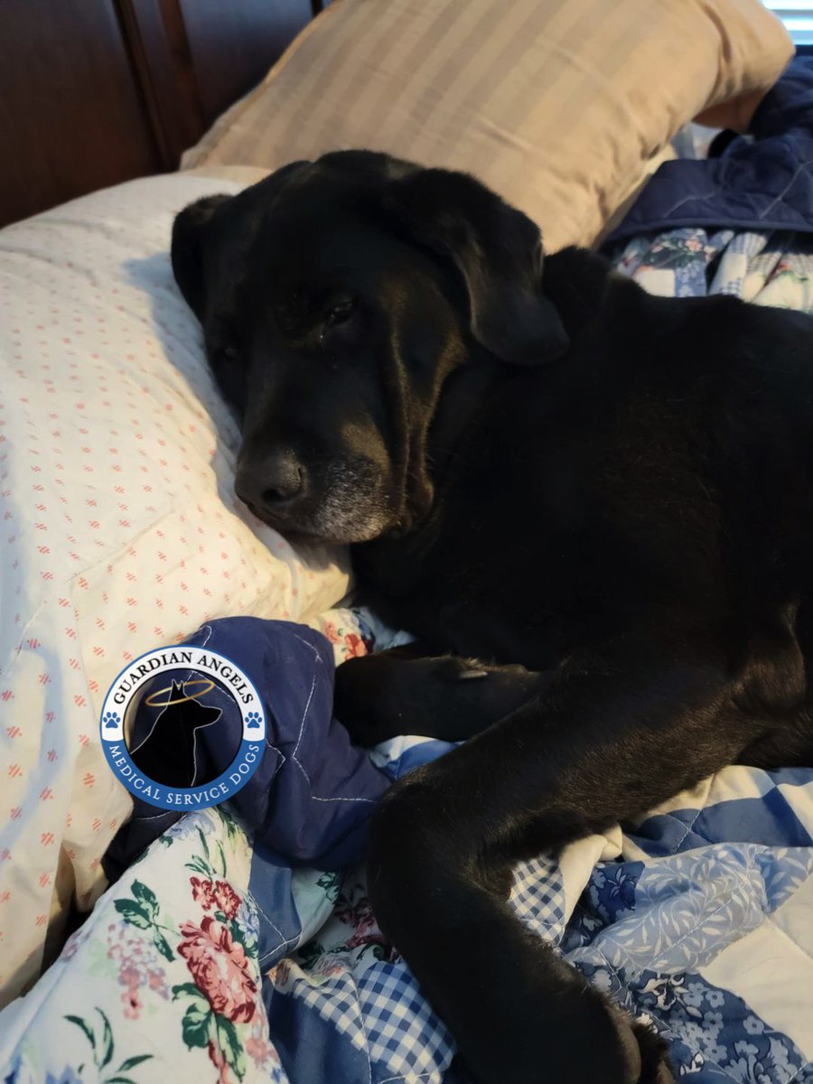 MediServiceDogs's tweet photo. 😊Recipient Karen posted this a-dog-able🐶 photo of her Super #ServiceDog, Patton 🐕‍🦺 saying simply: "Taking a snooze after an early morning of work. Patton...helping me live again! #MyNewNormal💙😇 Those words are music to our ears🐾
#Love #ServiceDogs #NewNormal #DogTwitter https://t.co/vSVKyxHHPs