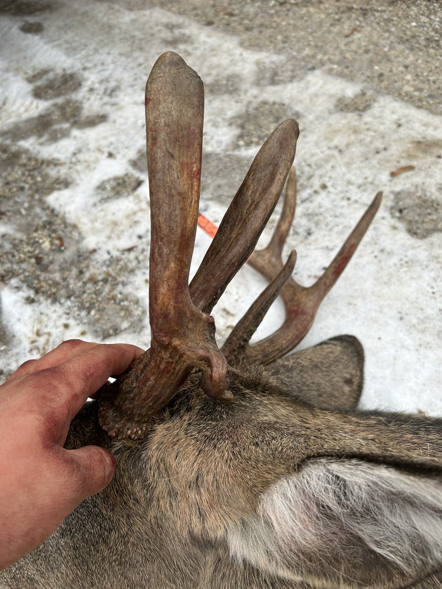 Very blessed to get one this morning nice 7 point big thanks to Evan HaverKamp for letting me barrow  your muzzle loader time to go watch Ferris play go dawgs