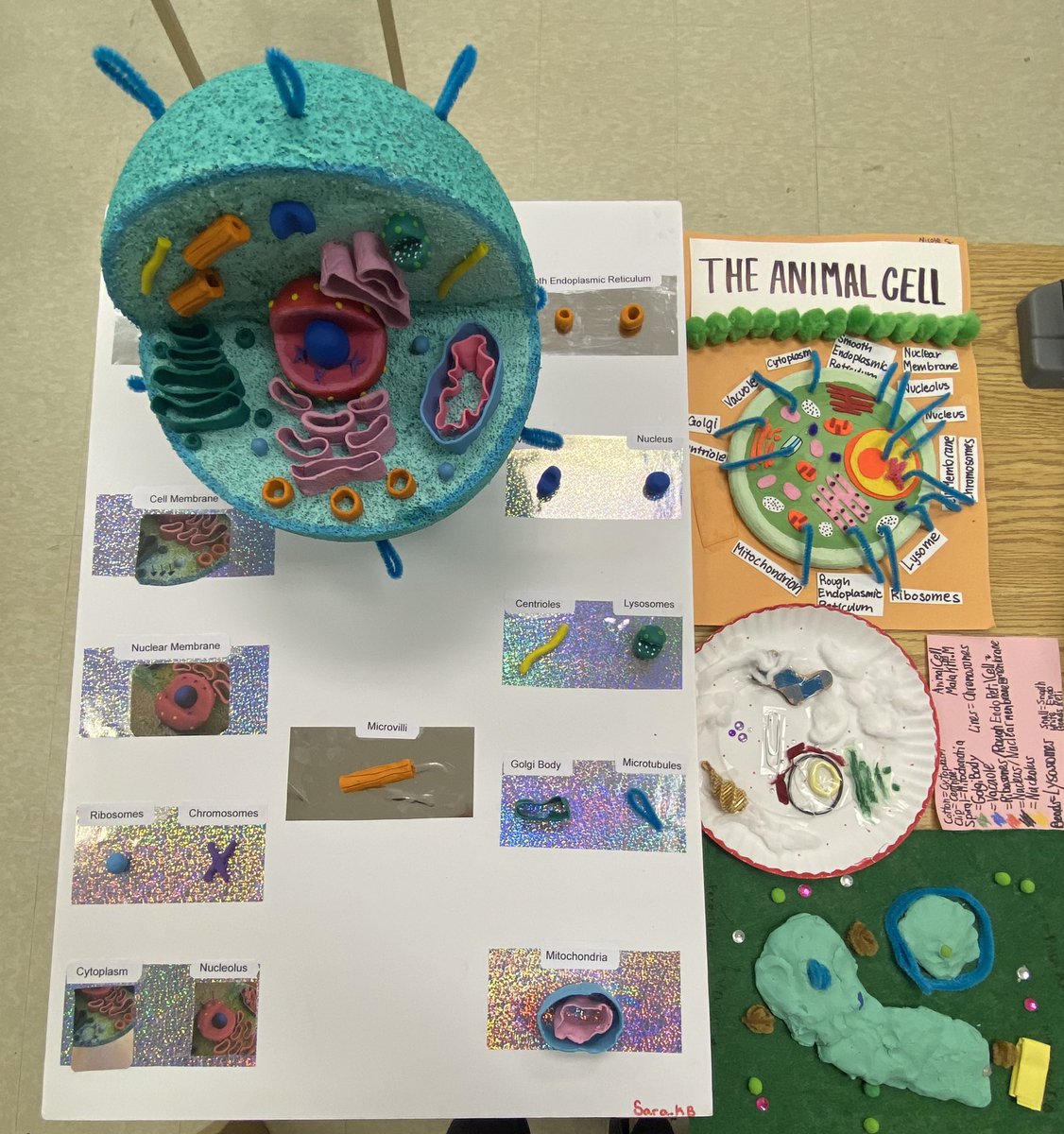 Cells diorama were turned in yesterday and I was incredibly impressed with their work! Great job grade 8s! 🔬🧑‍🔬<a href="/JFDPCDSB/">St. John Fisher DPCDSB</a> <a href="/DPCDSBSchools/">Dufferin-Peel Catholic District School Board</a>