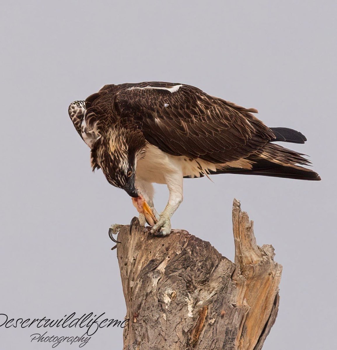 Some Osprey action this afternoon. From the hunt the transport and the meal, full package 😂 #uaebirds  #birds_nature #birdwatching #birdstagram
#birdlovers #wildlifephotography 
#canonbirds  #birdphotography 
#feather_perfection #birds
#birdsofinstagram