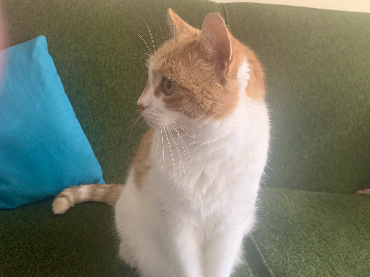 I was a good girl last night.  CatMum's cousin came to stay with us and as a special treat I decided I would sleep on the bed with her.  She didn’t mind 😹 and said I was nice and warm on her feet.  
#CatsOfTwitter #AdoptDontShop #Caturday