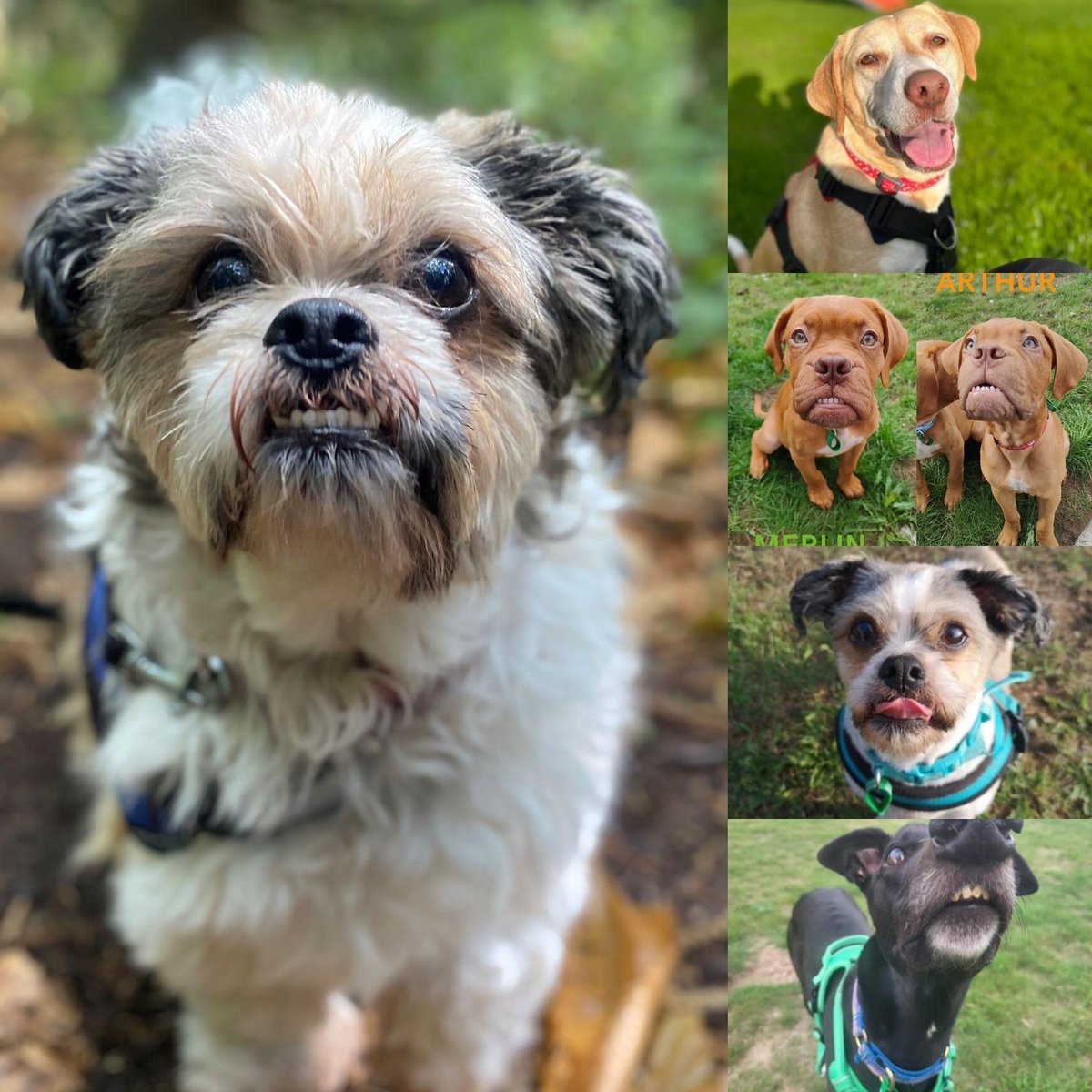 RichtoySubaru's tweet photo. Christmas present drop off point!!🎅🏽🐶
Richtoy are collecting Christmas presents for the dogs at Jerry Green Dog Rescue.
Pop into the shop to drop off your donations. Every little helps!!🐶🐶
Feel free to share.
#richtoy #doitforthedogs #jerrygreen #dogrescue #jerrygreen https://t.co/tZmb1k5okK