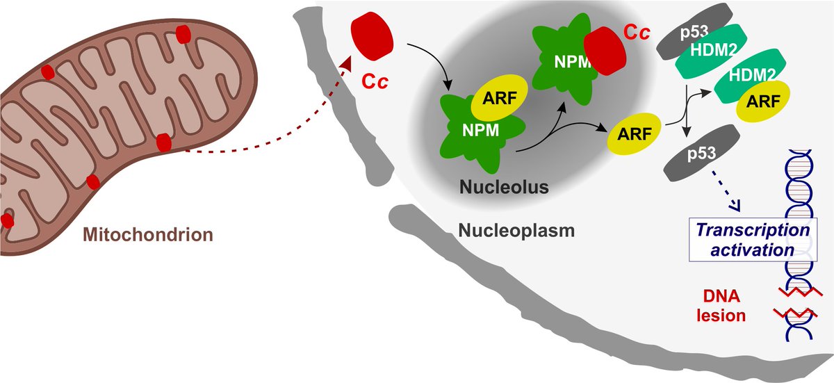 Soc Biofísica España (@sbesp) on Twitter photo ...last but not least of our #paperhighlights #Oct2022, a great collaborative effort published in <a href="/NatureSMB/">NatureStructMolBiol</a>! 👏Kudos to all the authors! <a href="/cicCartuja/">cicCartuja</a> <a href="/idiazmoreno/">Irene Diaz Moreno</a> 🔗sbe.es/paperhighlight… ...last but not least of our #paperhighlights #Oct2022, a great collaborative effort published in <a href="/NatureSMB/">NatureStructMolBiol</a>! 👏Kudos to all the authors! <a href="/cicCartuja/">cicCartuja</a> <a href="/idiazmoreno/">Irene Diaz Moreno</a> 🔗sbe.es/paperhighlight…