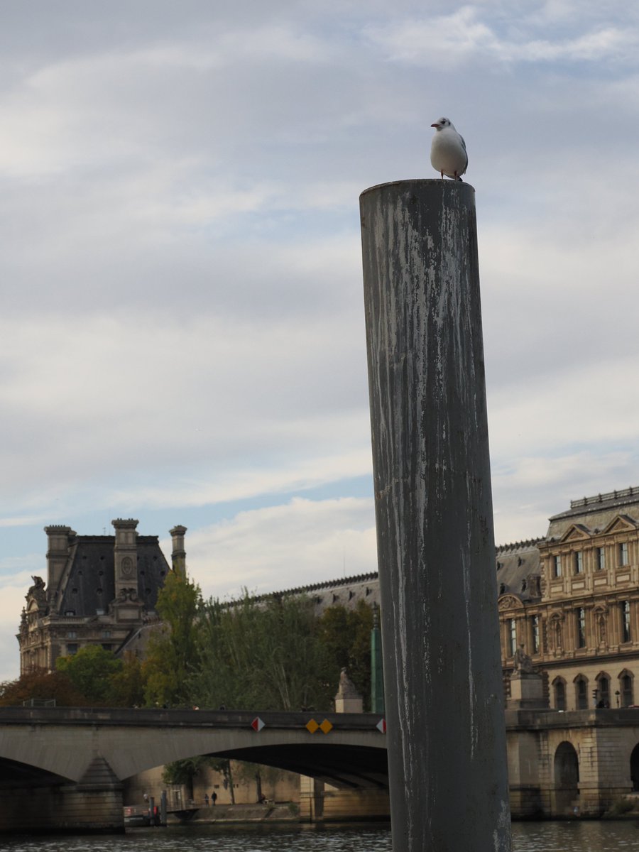 abchichi's tweet photo. ウミネコ（A black-tailed gull on la Seine, Paris, France）

セーヌ川のウミネコです。

#フランス #パリ #セーヌ川 #ウミネコ #france #paris #laseine #blacktailedgull https://t.co/DeSq5Nyf6B