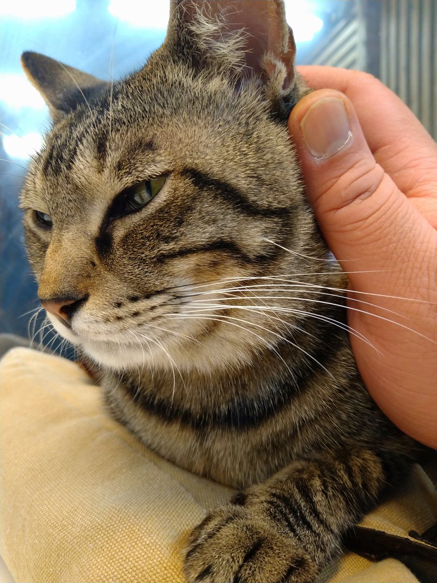 inase7710's tweet photo. 和風猫本舗さんへ行ってきました〜
新たに、仲良しになれそうな、ルナちゃんをナデナデしまくりました🤣

そして、通い始めから色々とお世話になったスタッフのたなかじさんとも、自分は今日でお別れでした…
旧店から今まで、ありがとうございました！ https://t.co/vAEN7TQtCb