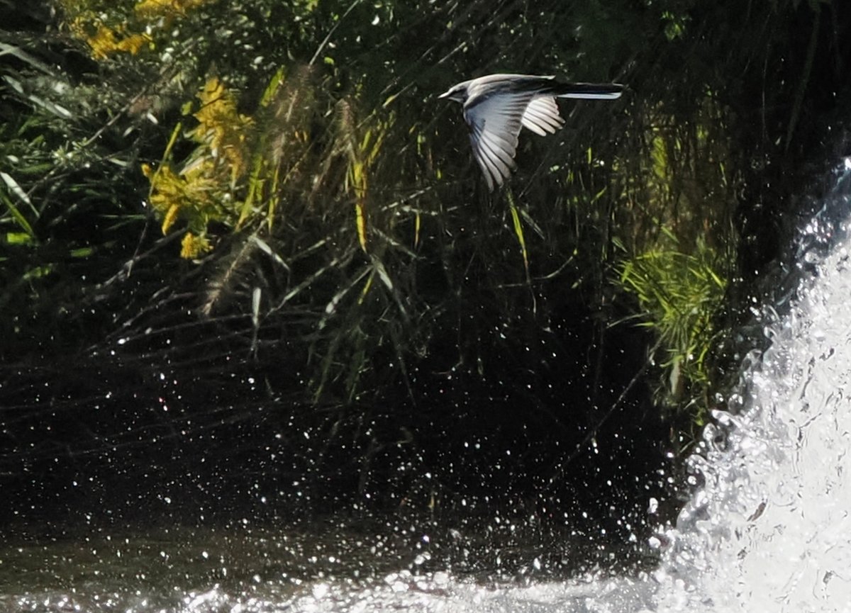 abchichi's tweet photo. ハクセキレイ（A White wagtail on the Kamo River, Kyoto）

鴨川を飛びます。

#京都 #鴨川 #ハクセキレイ
#kyoto #kamoriver #whitewagtail #旅行作家 https://t.co/pYA2uVrJPI