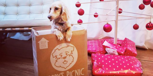 Doesn't Ollie look beautiful waiting for Santa Paws. She can't wait to get her paws on some Christmas treats 🐶