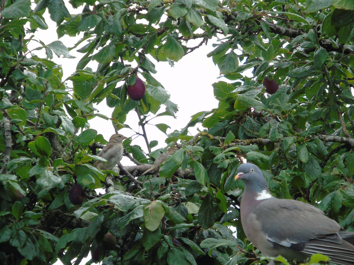 MyGarden_Uk's tweet photo. Wood Pigeon and Sparrow in the Plum tree.
Something to take your mind off everything going on.
#LookShinyThing
#WoodPigeons #birds
#Sparrows
#TwitterNatureCommunity
#SpendTimeWithNature
#OldPhotos #Fruit #Plums
#ItsGoodForYou #ILoveNature https://t.co/HTl2rqZRXR