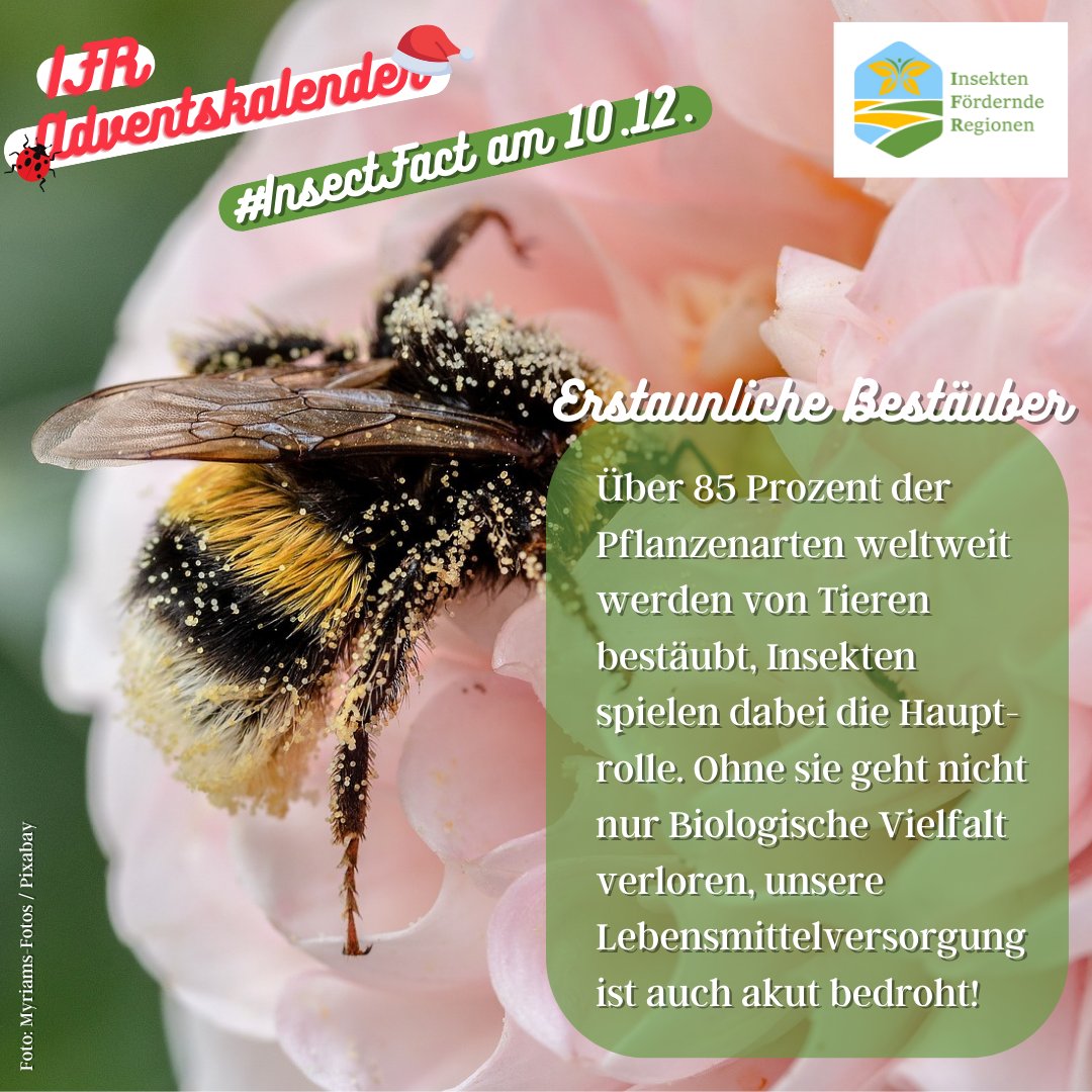 LIFE_IFR's tweet photo. https://t.co/TnoPLxFCmT🐞
#Naturschutz #Umweltschutz #Nachhaltigkeit #Biodiversität #Insekten #Bienen #Insektenschutz #Landwirtschaft #IFR #LIFE #InsektenförderndeRegionen #Advent #Adventskalender #InsectFact @LIFEProgramme @baeuerliche @Global_Nature_F @bluehland @NestleGermany https://t.co/ZWva8okSCi