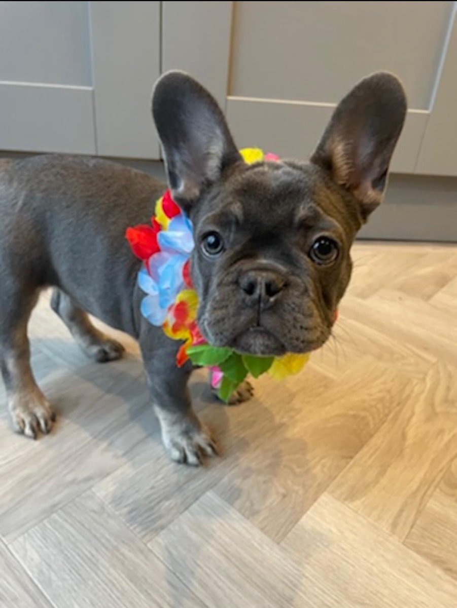 AmandaJane75's tweet photo. A full year of Pippa 💗 Happy Birthday, Pip! 💗💗💗 https://t.co/YBrpwtKe6Z
