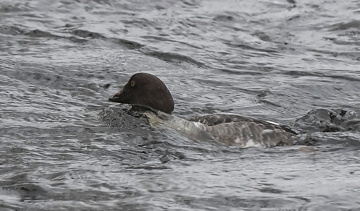 reccu93's tweet photo. 09.12.22 #telkkä #knipa #goldeneye #luonto #nature #naturelovers https://t.co/QOb5tfOwOn