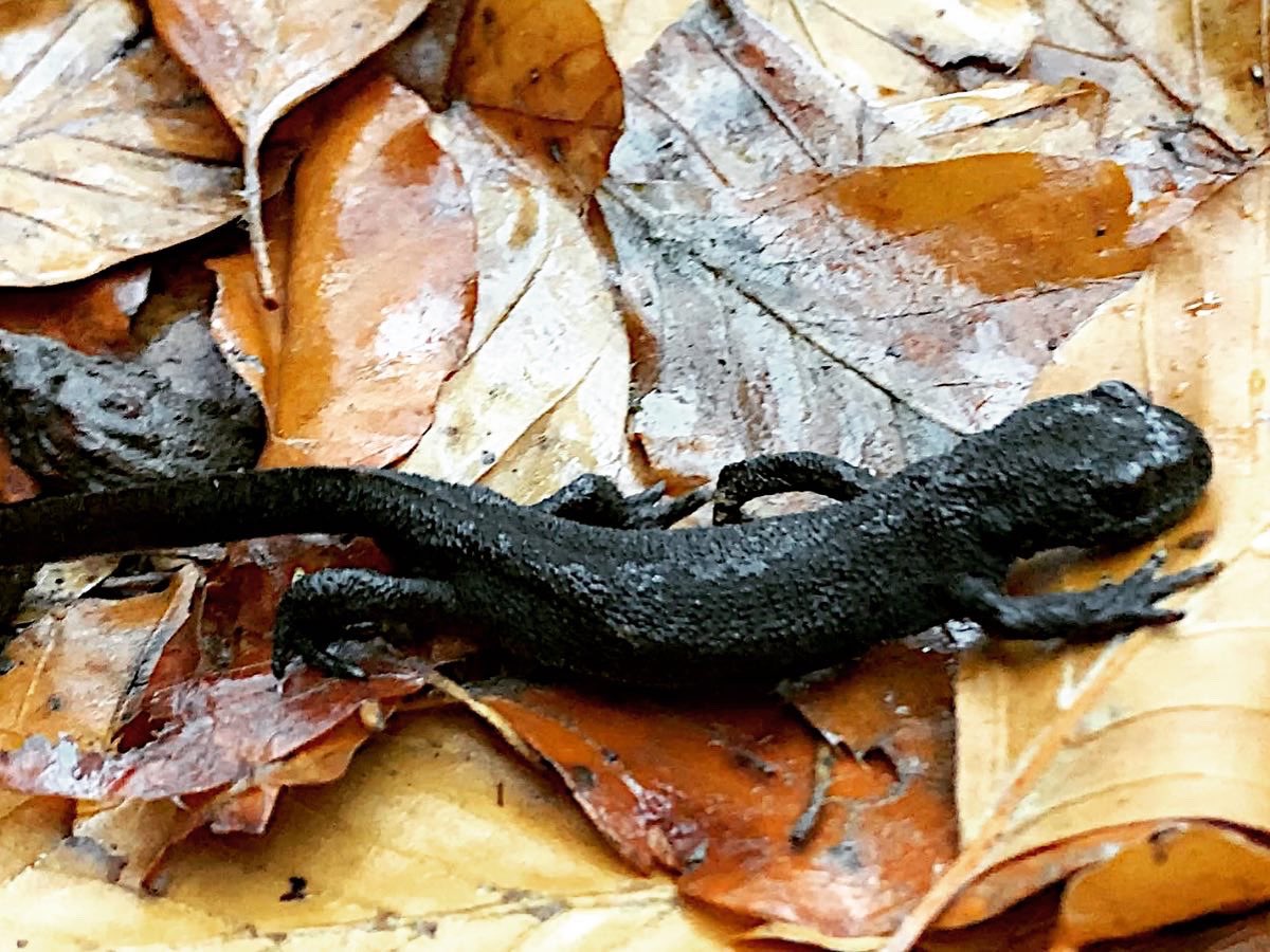 canmuixons's tweet photo. Tritó pirinenc (Calotriton asper) un ésser fantàstic, endèmic del Pirineu #bisaura #elsbufadors #anfibiscatalunya https://t.co/wIMGIShHUa