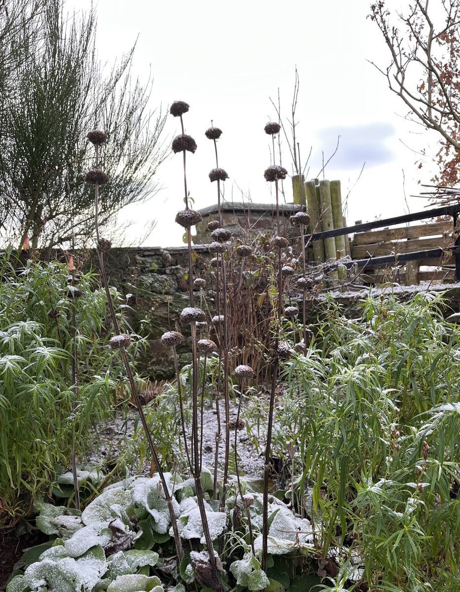 This moment in the garden calendar is one of the best reasons to grow Phlomis. Winter seed heads ❤️❤️❤️
