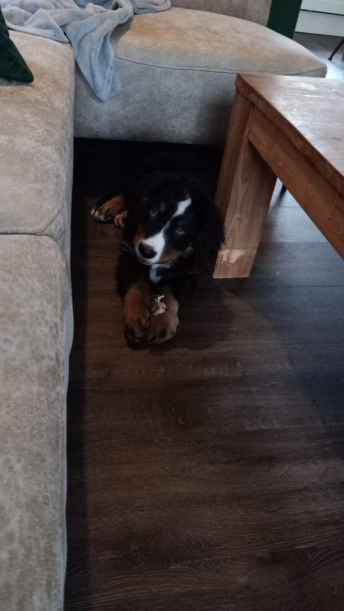 Onze kleine grote nieuwe viervoeter <3