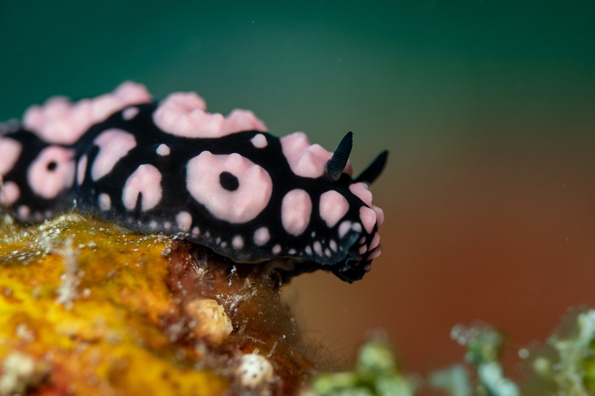 Sebastian Decker tweet media