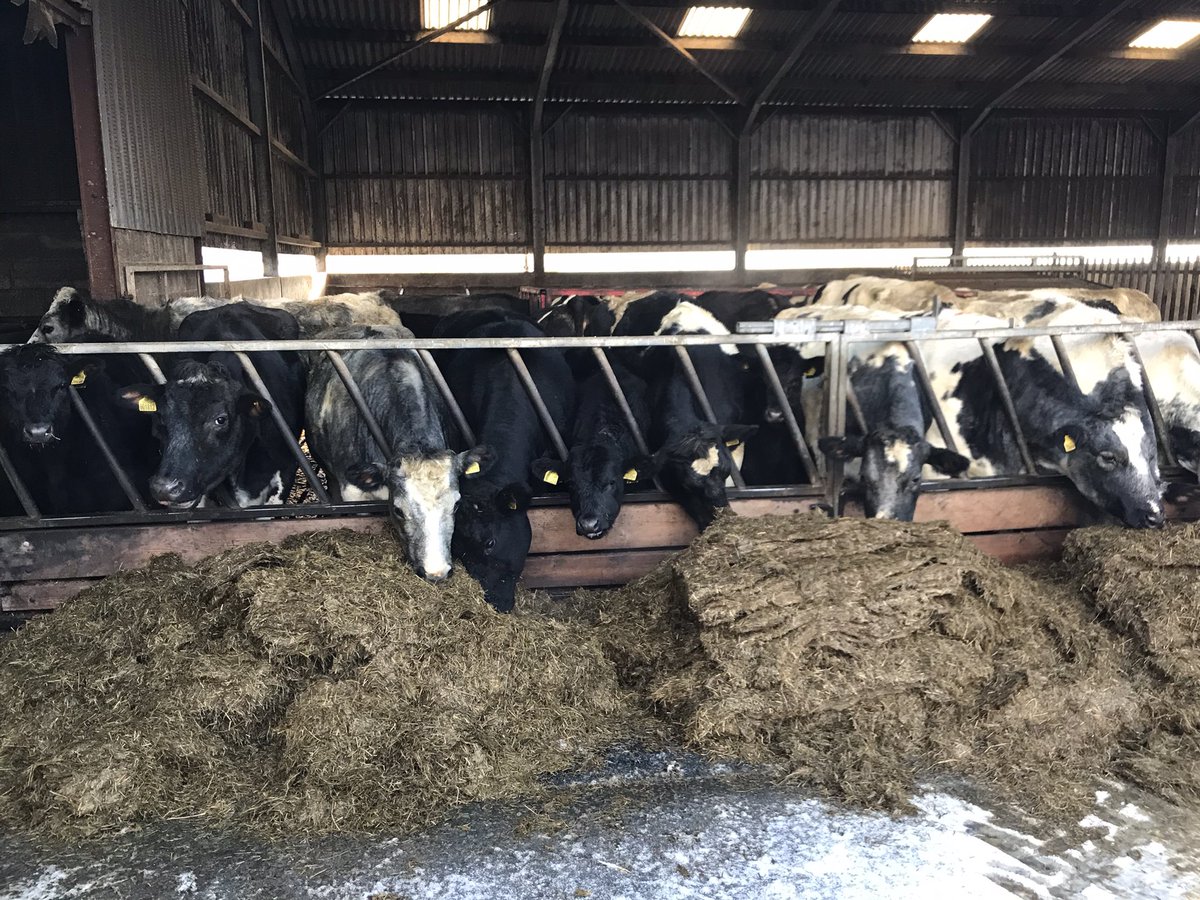 daicharles's tweet photo. Beautiful winters morning, all fed checked and watered @HybuCigCymru  #WINTERHasComeOnceAgain https://t.co/agwcJQTSgH