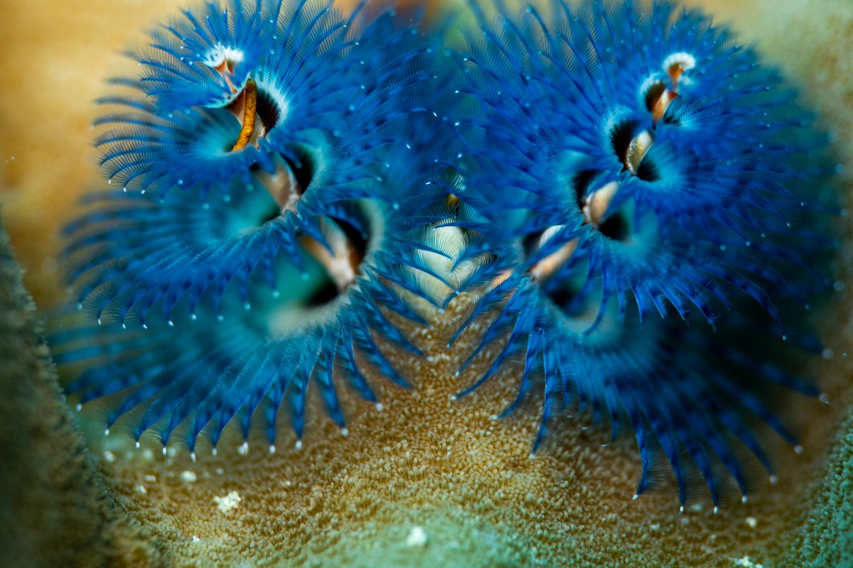 Sebastian Decker tweet media