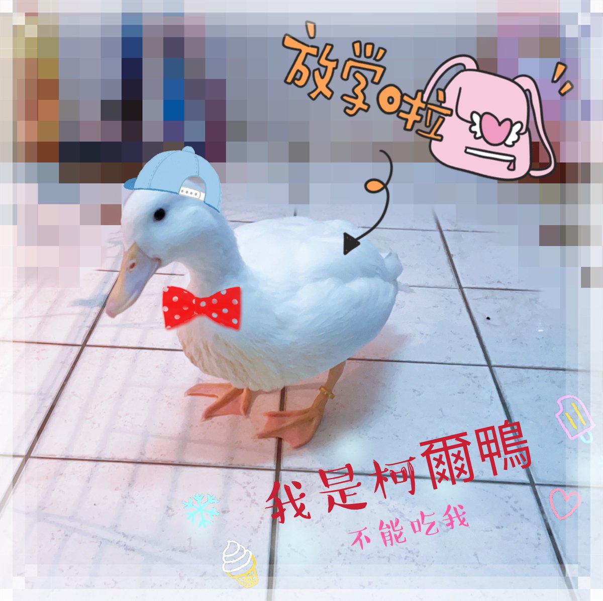 各位叔叔阿姨阿北你們好 還記得我小時候的模樣嗎？現在我長大了但別吃我見到我記得別嚇我我很沒膽的。
#我叫阿醜 https://t.co/IfeMhXTj67