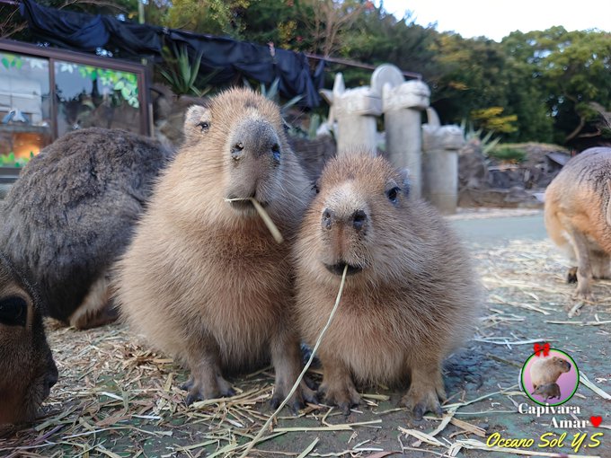 かぴばら様専用ページ