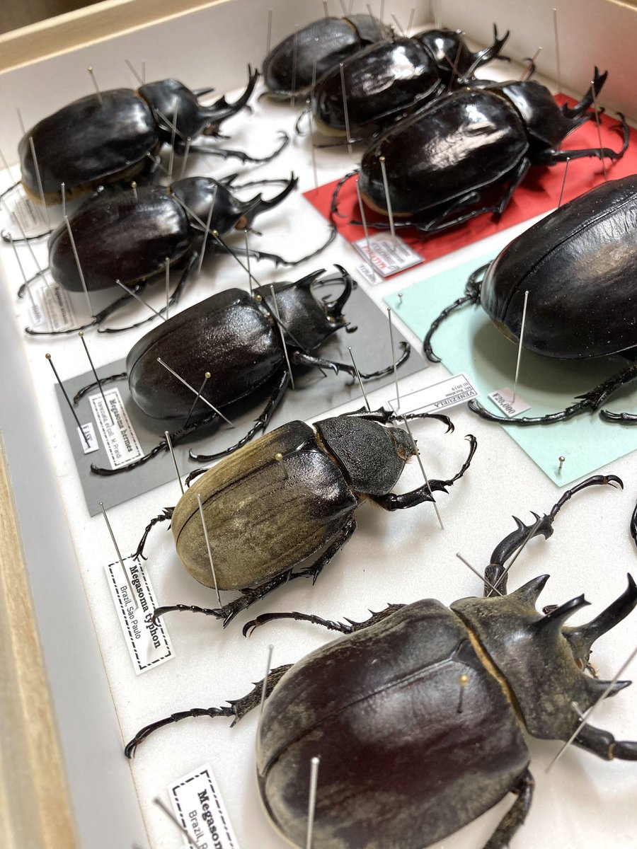 明日のインセクトFanでは甲虫10箱ほど用意してお待ちしております