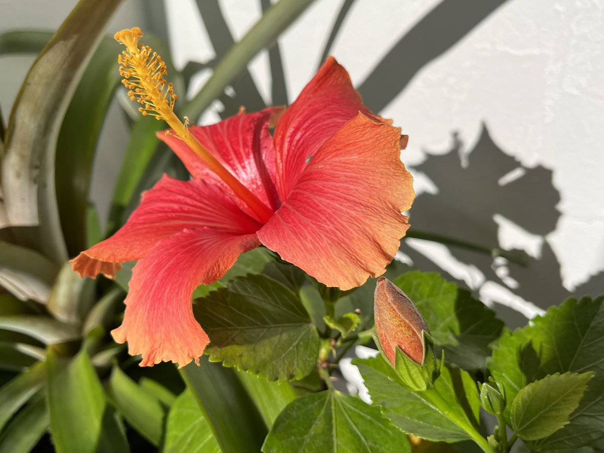 外は寒いですが、室内では越冬中のハイビスカスが開花していました。ここだけ常夏気分です☀️