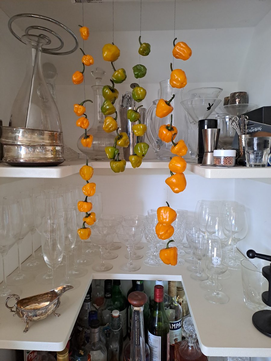 Sladovitch's tweet photo. Nothing says Christmas quite like chillies drying in the drinks cupboard. https://t.co/wH8TBEq7jO