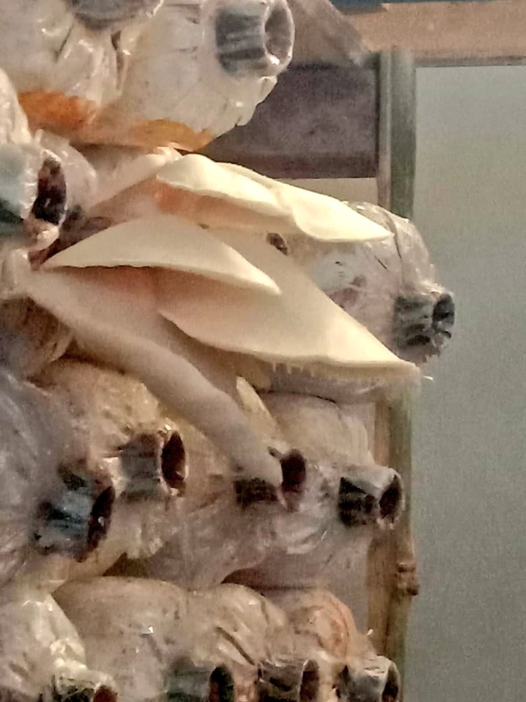 BBTNBBS's tweet photo. Budidaya jamur tiram merupakan salah satu usaha ekonomi produktif yang sedang dikembangkan oleh Kelompok Tani Hutan (KTH) Sinar Harapan yang merupakan masyarakat penyangga TNBBS Pekon Sedampah Indah, Kec. Balik Bukit, Kab. Lampung Barat

#bbtnbbs https://t.co/ozIGlUpNmJ