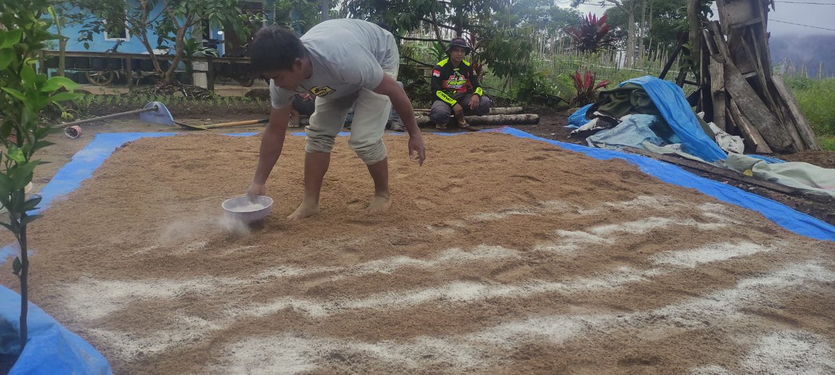 BBTNBBS's tweet photo. Diawali dengan pelatihan dan bantuan peralatan yang menunjang budidaya, akhirnya pada awal Desember ini beberapa baglog telah berhasil memproduksi jamur tiram

Semoga budidaya jamur tiram ini dapat terus berkembang sehingga masyarakat sejahtera &amp; TNBBS pun tetap lestari

#bbtnbbs https://t.co/vRUWHrPErR