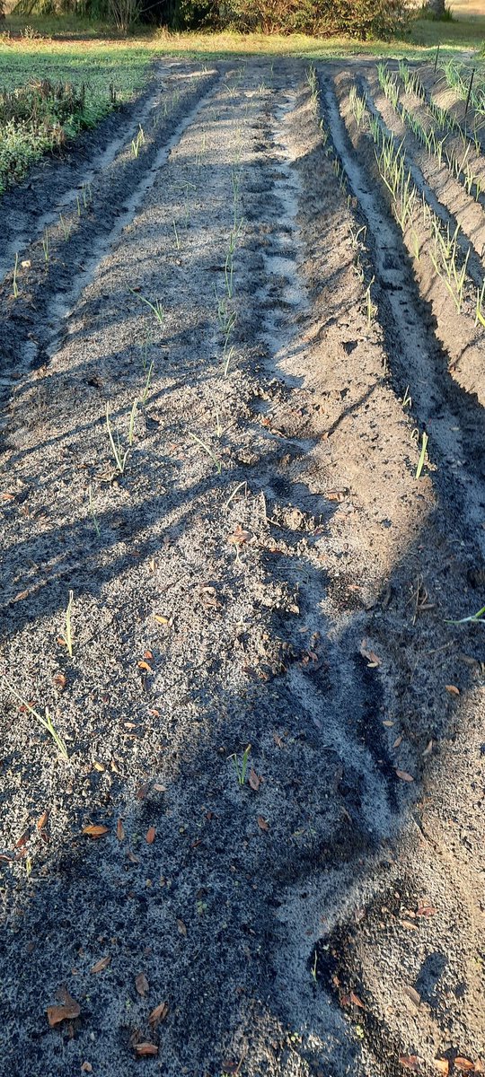 FarmShireland's tweet photo. Onion and garlic beds. 
#fallplanting #winterplanting #wintercrops #fallcrops #onions #garlic #garden2022 #planting #gardening #farming #shirelandfarm #farmers #homestead #homesteading #farm https://t.co/bfCNad4EHL