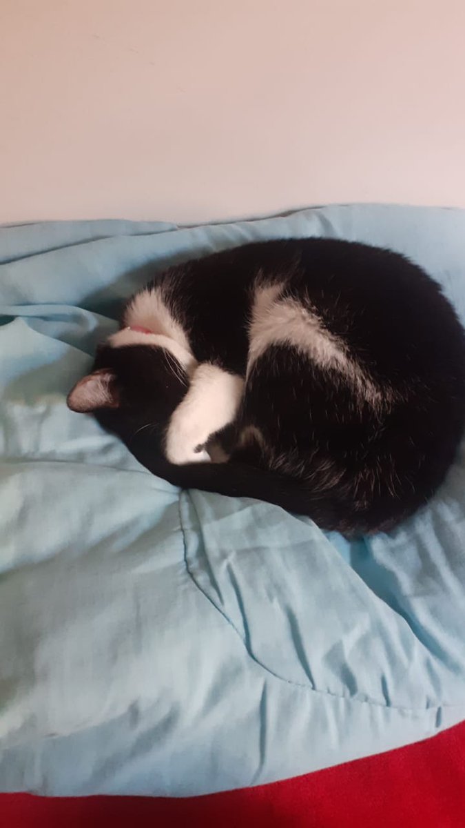 Amiorak's tweet photo. @itimaliasof Gatinho no modo Firefox https://t.co/qe5ATLklci