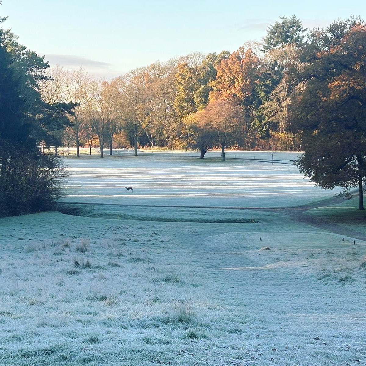 Deer at dawn 🦌 🌳

#newforestlife #newforestgolf #saturdaymorning #hampshire #bramshaw