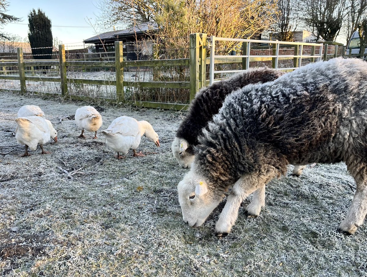 Frosty #herdwick #winteronthefarm