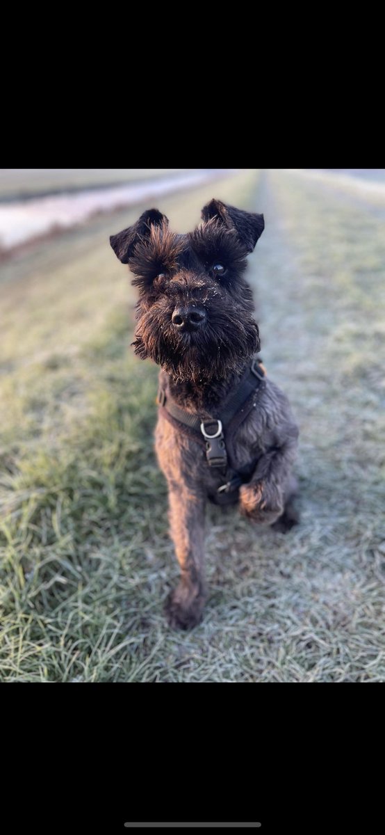 No colts football today as the grounds frozen so a walk with Ted instead