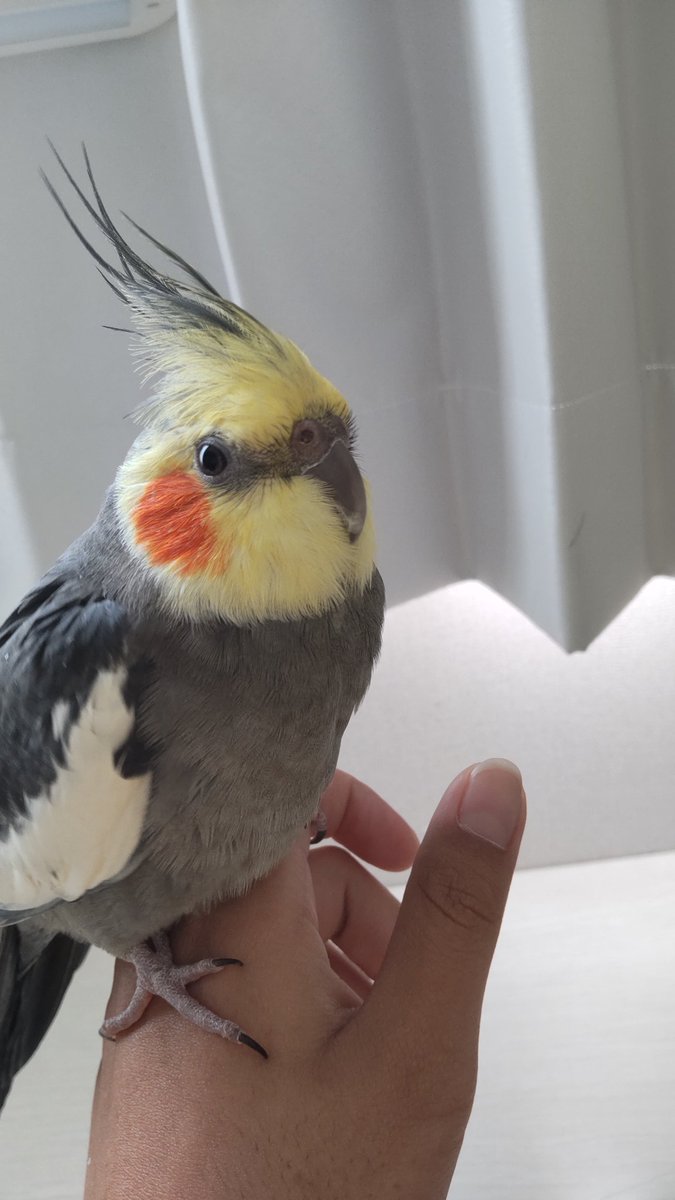 オカメインコ、ピピ（オス）が行方不明です。とても人懐っこい鳥です。愛媛県で見かけた人は09070273030まで連絡下さると大変嬉しいです。12月9日午前9時に行方不明になりました。
