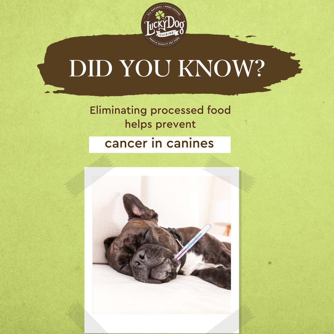 With one out of 2 dogs being diagnosed with cancer, we want to help your dog have a fighting chance at a long and healthy life. 💗

Visit for more 👉luckydogcuisine.com