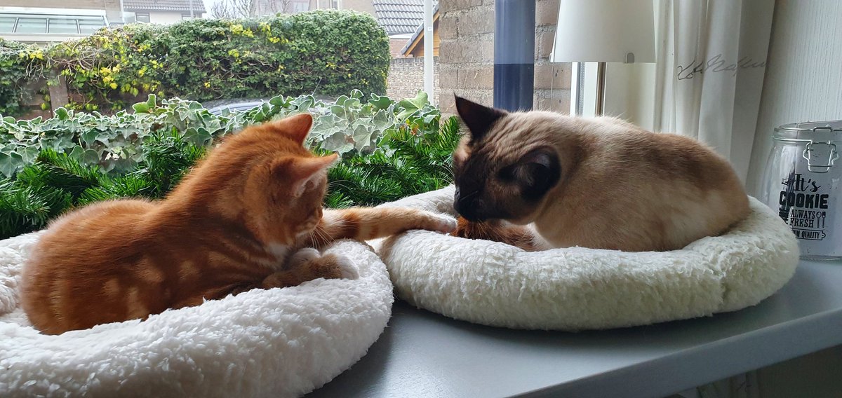 FeddePetit's tweet photo. T is koud buiten,  jommens!!  Wij (Pyter en ik) liggen lekker boven de verwarming bij de kerstversiering 🧑‍🎄🌲 https://t.co/lQnpDFTh71