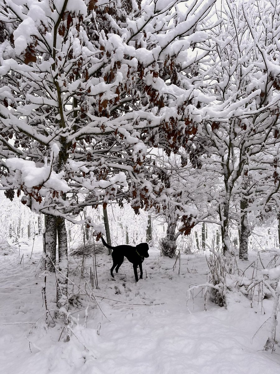 Beautiful snowy walk <a href="/WoodlandTrust/">WoodlandTrust</a> Walkers Fold this morning