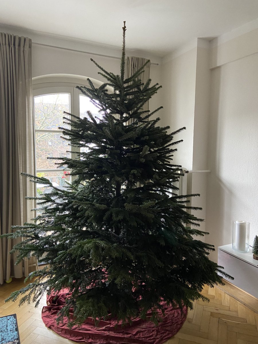 The tree is here 🌲. 2,80m und noch immer Platz zur Decke. Falsch berechnet …