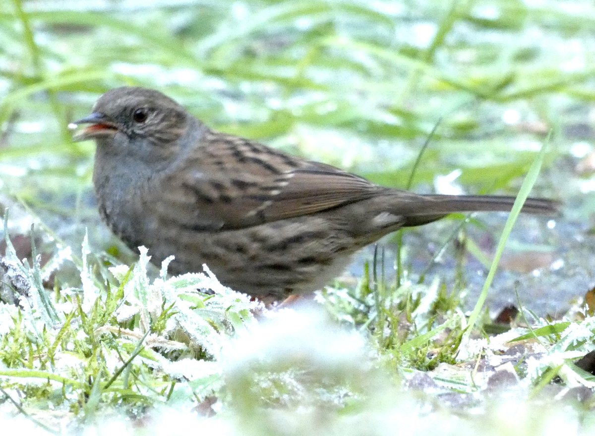 Cold this morning @ Warburg .. #dunnock #accentor #hedgesparrow #warburg #warburgnaturereserve #bbowt <a href="/bbowt/">BBO Wildlife Trust</a> #frosty #frostymorning  #coldmorning #feedthebirds #birdfeeder #frozen
