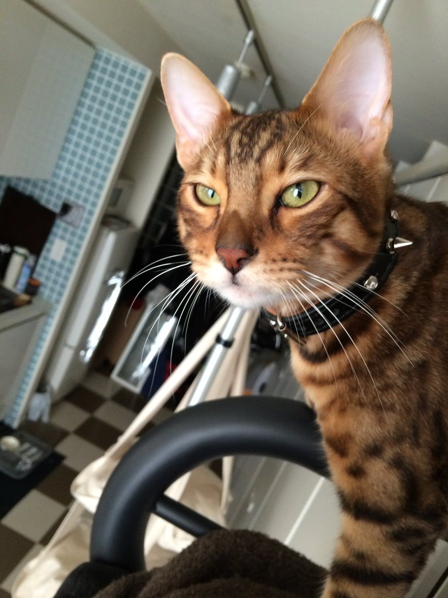 CatSytry's tweet image. 休眠垢の定義が何なのかわかりませんが、ここはSytryの墓標でもある。問答無用で消されたら大変なので呟いておくよ(Φ∀Φ)
僕はここにいまーす(Φ∀Φ)ノ