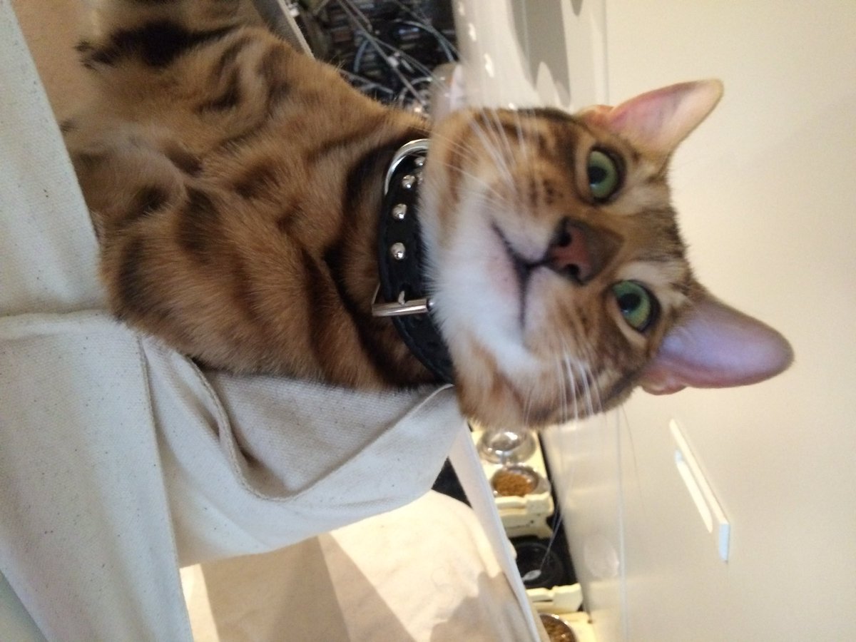 CatSytry's tweet image. 休眠垢の定義が何なのかわかりませんが、ここはSytryの墓標でもある。問答無用で消されたら大変なので呟いておくよ(Φ∀Φ)
僕はここにいまーす(Φ∀Φ)ノ