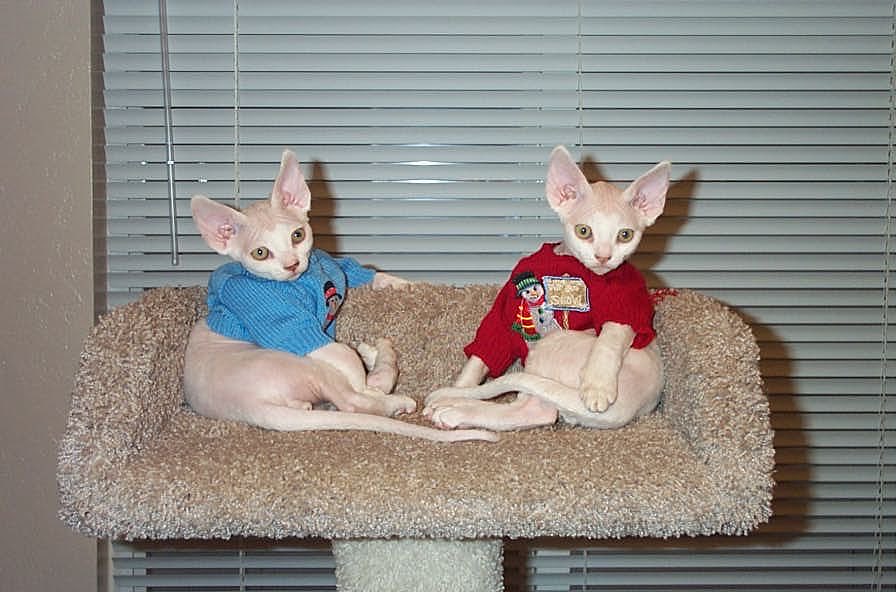 ClaireDeVille3's tweet image. I have to share this every year. The time daughter dressed my kittens in teddy bear Christmas sweaters. They look comfy but they were scared stiff in place! 

I didn’t know whether to laugh or cry. 🤣🎄

#devonrex #devonrexcats #christmassweater #caturday